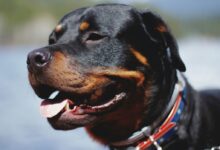 adult tan and black Rottweilfer face