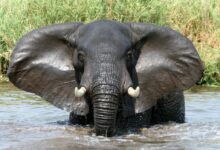 elephant drinking water on river during daytime