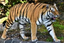 tiger lying on ground near green leaves during daytime