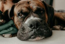 dog lying on bed