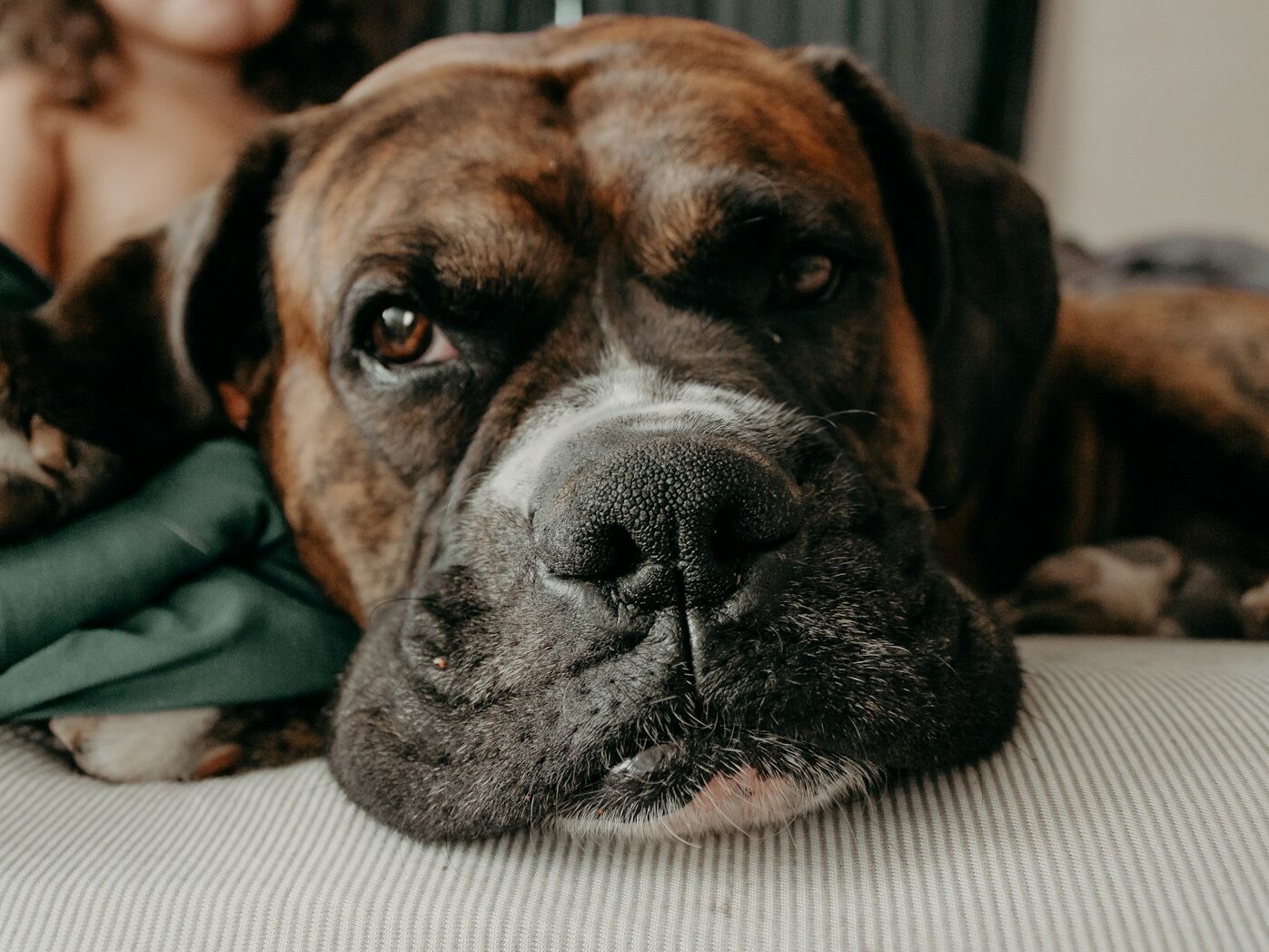 dog lying on bed