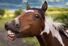 close-up photography of brown horse