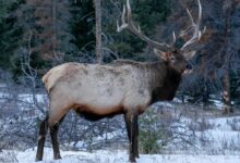 brown deer on snow covered ground during daytime