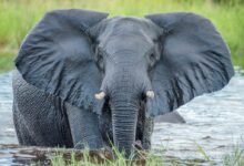 grey elephant in water