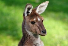 Kangaroo photo