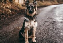 German shepherd sitting on road near bushes