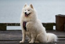 a white dog sitting on top of a wooden dock