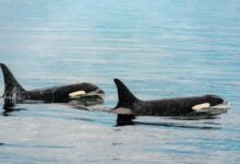 two black and white orca swimming in a body of water