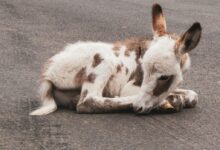 white and brown goat lying at road