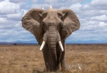 elephant walking during daytime