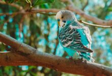 blue, black, and white budgerigar bird on tree