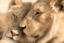 brown lion lying on ground during daytime