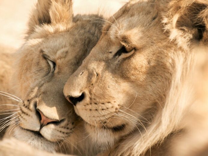 brown lion lying on ground during daytime