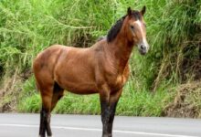 brown horse on gray asphalt road during daytime