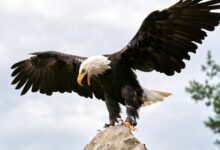 black and white eagle on gray rock during daytime