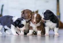 black and white short coated puppy