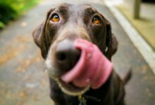 adult chocolate Labrador retriever