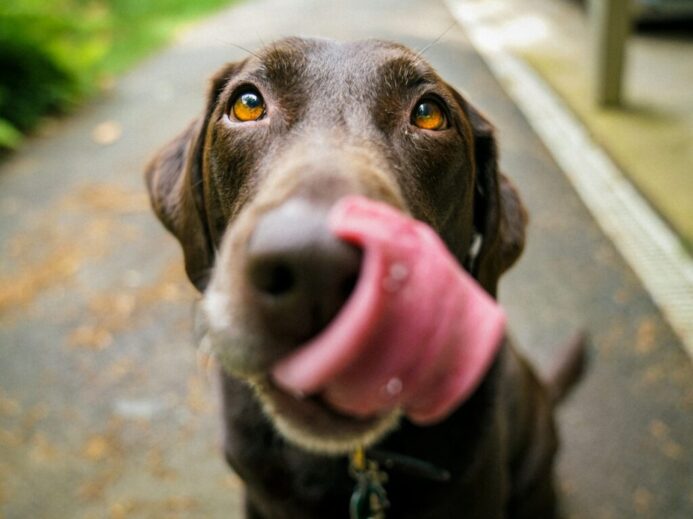 adult chocolate Labrador retriever