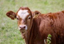 selective focus photo of brown cow