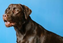 adult chocolate Labrador retriever