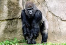 black gorilla standing behind rock