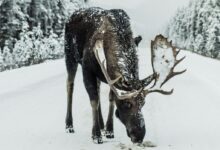 brown moose surrounded by snowfield