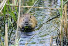 brown and black animal on water