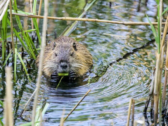 brown and black animal on water