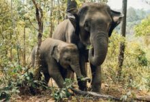 two elephants near trees