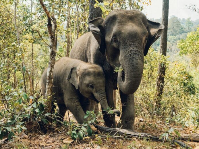 two elephants near trees