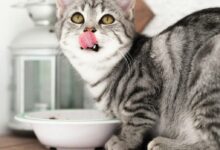 silver tabby cat in white ceramic bowl