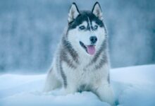 Alaskan Malamute walking on snow field