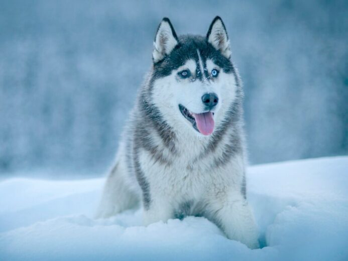 Alaskan Malamute walking on snow field