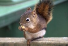 brown and white squirrel on brown wooden surface