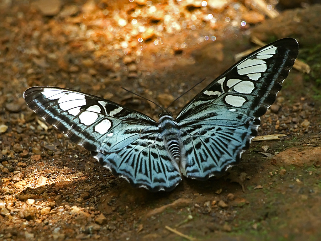 Clipper (Parthenos sylvia) - NeposlušnéTlapky