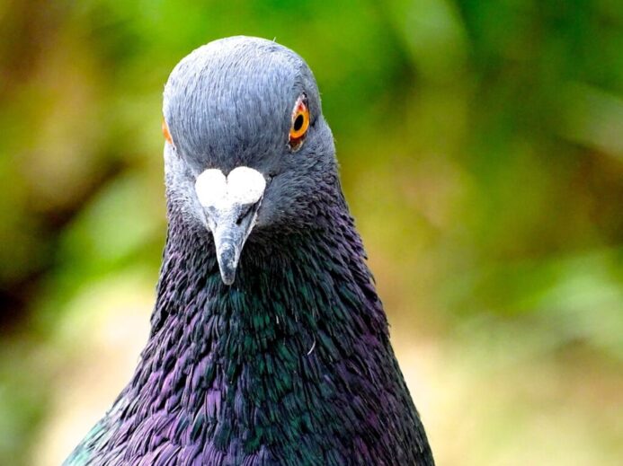 Black Pigeon