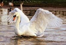 White Swan