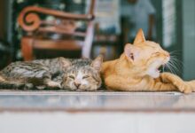 Two Orange and Brown Cats Reclined on Brown Rug