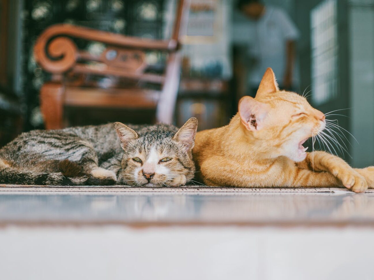 Two Orange and Brown Cats Reclined on Brown Rug