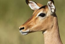 brown deer in close up photography