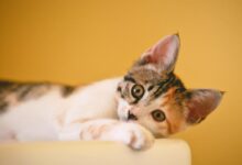 Calico Cat on Focus Photo