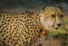 Selective Focus Photography of Adult Leopard