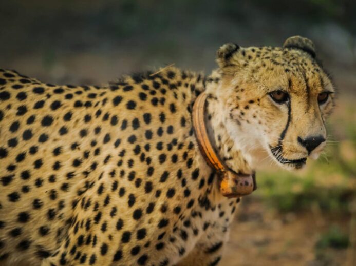 Selective Focus Photography of Adult Leopard