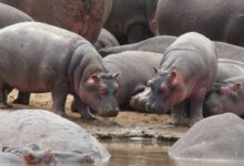 group of hippopotamus