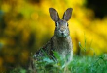 Close-up of Rabbit on Field