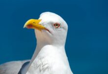 White Bird
