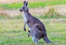 brown kangaroo with kid on pouch at green grass field