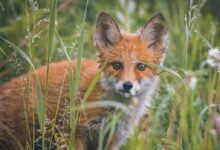 Brown and White Fox on Green Grass