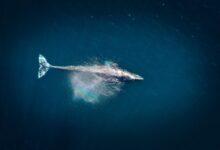 aerial photography of big fish during daytime