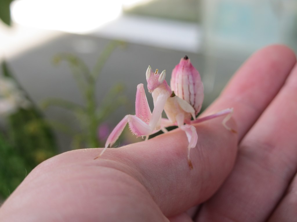 Orchid Mantis, Butterfly Park, Bali - NeposlušnéTlapky